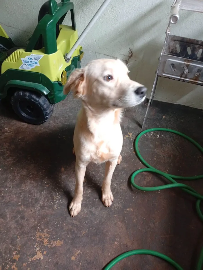 Cachorro raça SRD-ViraLata idade 7 a 11 meses nome Bernardo 