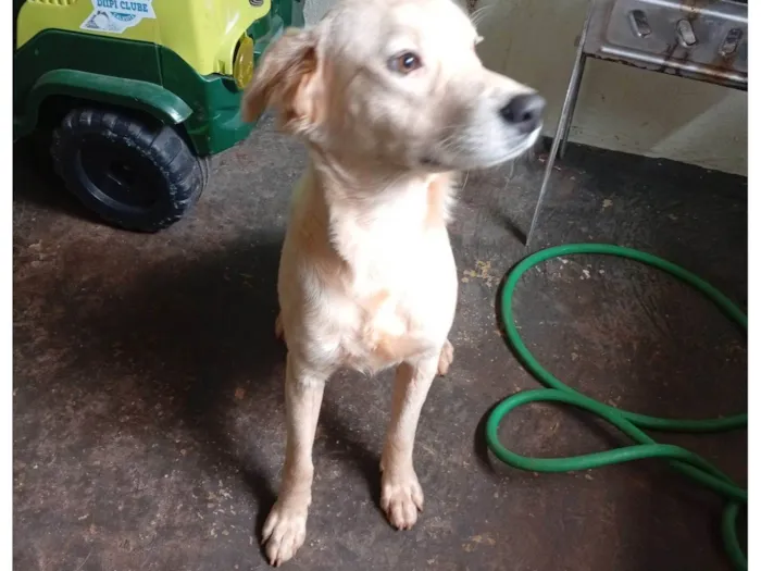 Cachorro raça SRD-ViraLata idade 7 a 11 meses nome Bernardo 