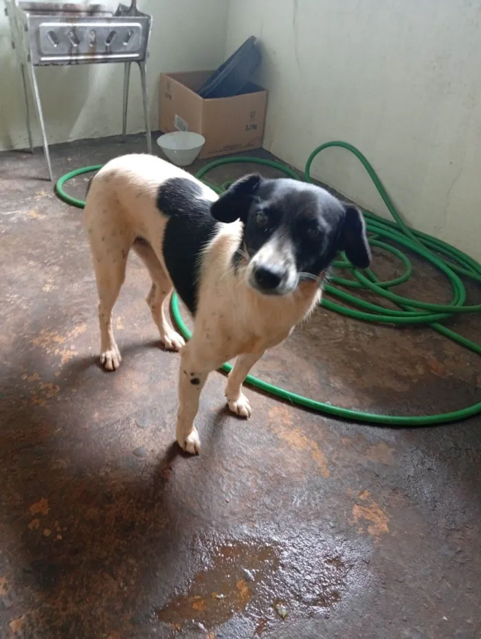 Cachorro raça SRD-ViraLata idade 1 ano nome Mel