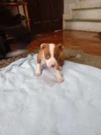 Cachorro raça Pit-Bull idade Abaixo de 2 meses nome Vários