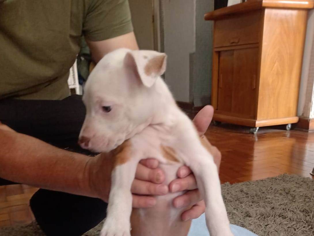 Cachorro raça Pit-Bull idade Abaixo de 2 meses nome Vários