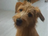 Cachorro raça SRD-ViraLata idade 7 a 11 meses nome Paçoca