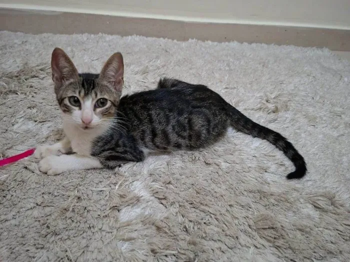 Gato raça SRD-ViraLata idade 2 a 6 meses nome Soneca