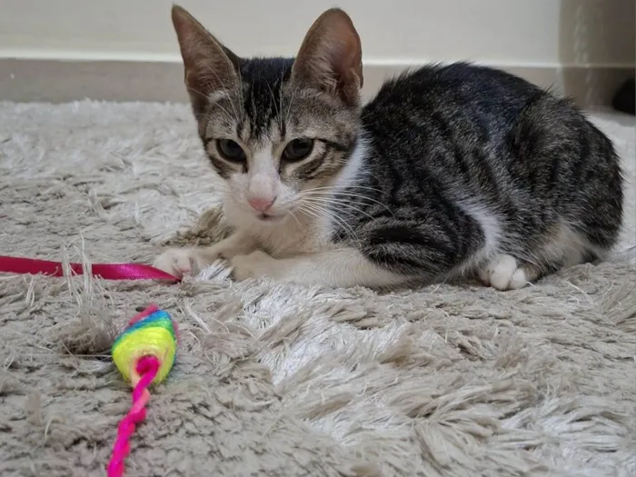 Gato raça SRD-ViraLata idade 2 a 6 meses nome Soneca