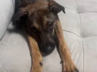 Cachorro raça SRD-ViraLata idade 7 a 11 meses nome Canela