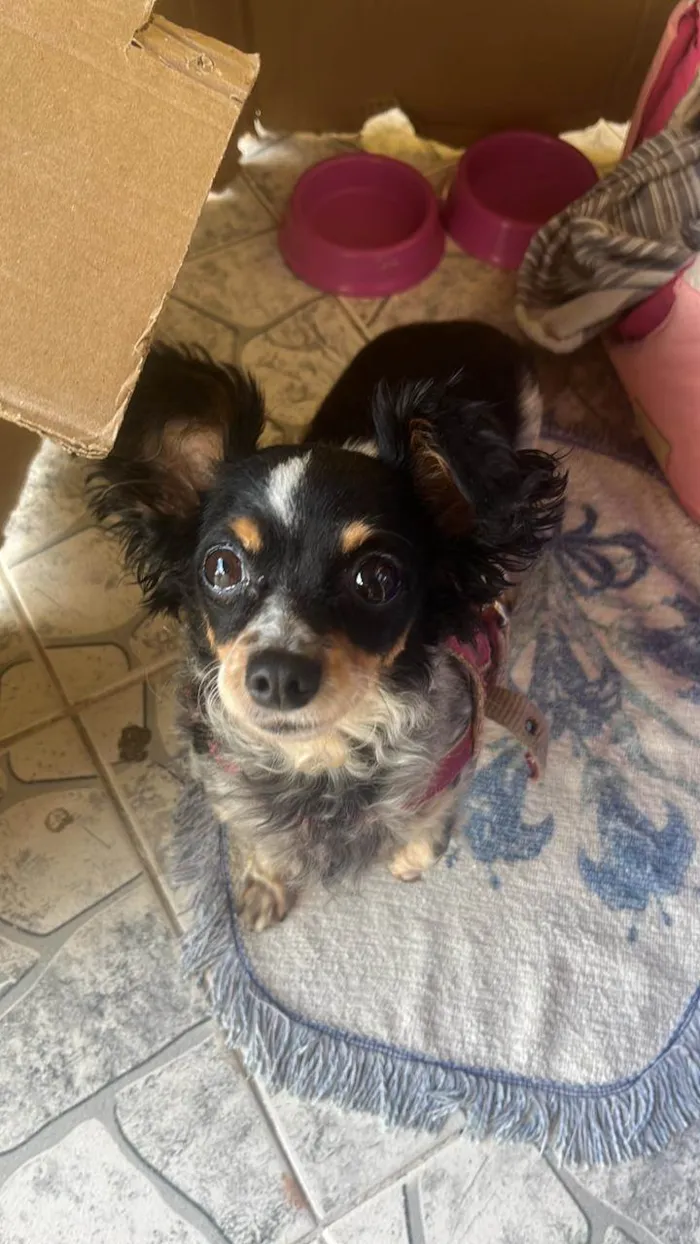 Cachorro raça Pinscher idade 6 ou mais anos nome Nina