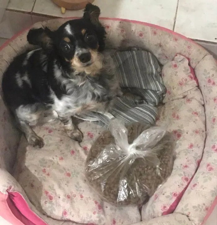 Cachorro raça Pinscher idade 6 ou mais anos nome Nina