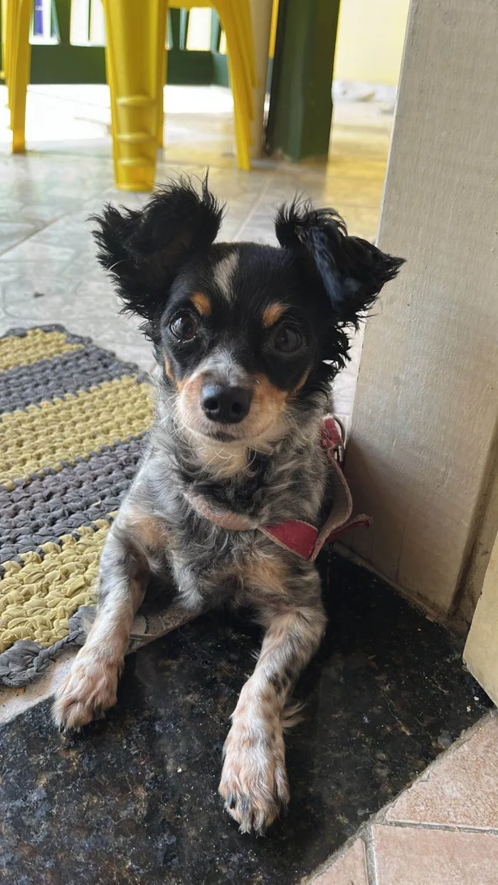 Cachorro raça Pinscher idade 6 ou mais anos nome Nina