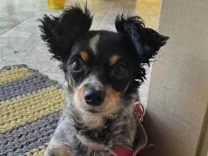 Cachorro raça Pinscher idade 6 ou mais anos nome Nina