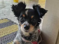 Cachorro raça Pinscher idade 6 ou mais anos nome Nina