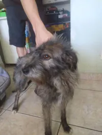 Cachorro raça SRD-ViraLata idade 6 ou mais anos nome Belinha 