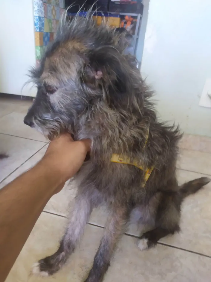 Cachorro raça SRD-ViraLata idade 6 ou mais anos nome Belinha 