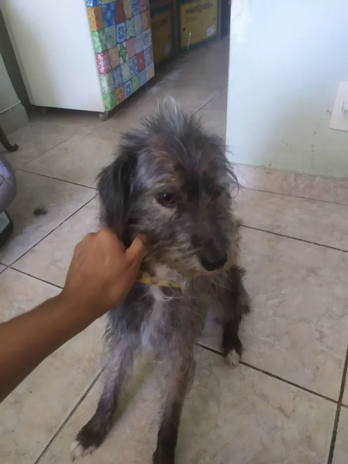 Cachorro raça SRD-ViraLata idade 6 ou mais anos nome Belinha 
