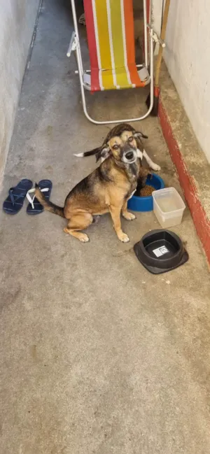 Cachorro raça SRD-ViraLata idade 5 anos nome Sarita