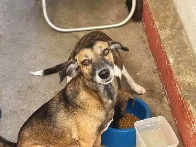 Cachorro raça SRD-ViraLata idade 5 anos nome Sarita