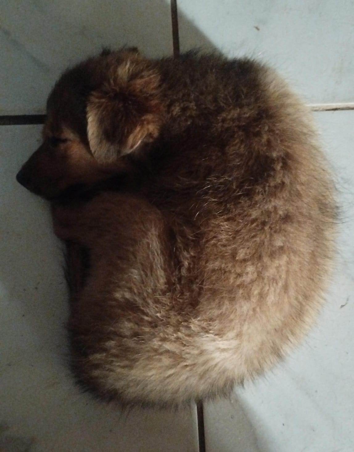 Cachorro raça SRD-ViraLata idade 2 a 6 meses nome Ania