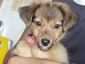 Cachorro raça SRD-ViraLata idade 2 a 6 meses nome Ania