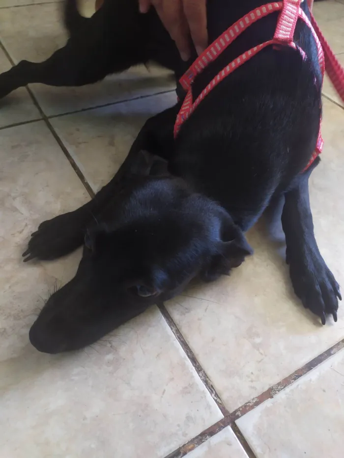 Cachorro raça SRD-ViraLata idade 7 a 11 meses nome Pantera