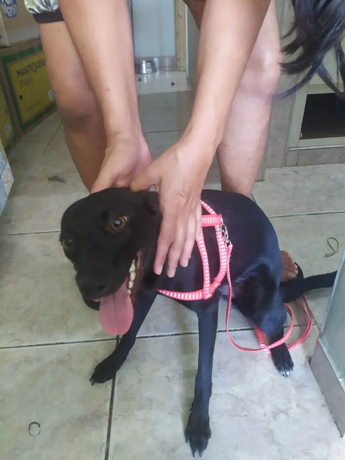 Cachorro raça SRD-ViraLata idade 7 a 11 meses nome Pantera