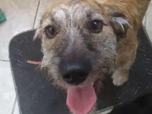 Cachorro raça SRD-ViraLata idade 7 a 11 meses nome Tigresa