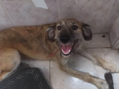 Cachorro raça SRD-ViraLata idade 7 a 11 meses nome Tigresa