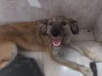 Cachorro raça SRD-ViraLata idade 7 a 11 meses nome Tigresa