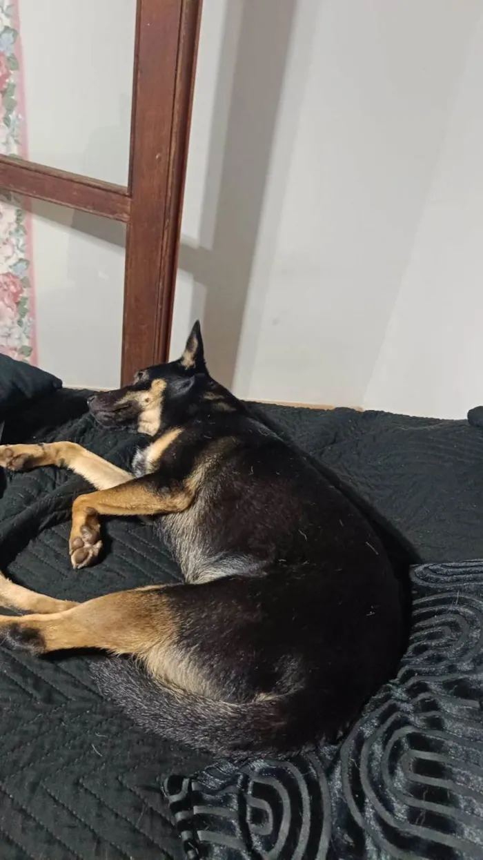 Cachorro raça SRD-ViraLata idade 1 ano nome Quindim