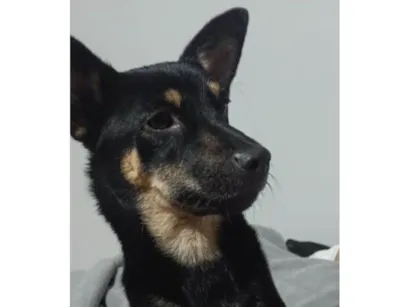 Cachorro raça SRD-ViraLata idade 1 ano nome Quindim
