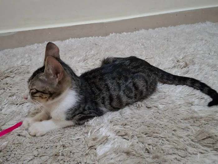 Gato raça SRD-ViraLata idade 2 a 6 meses nome Soneca