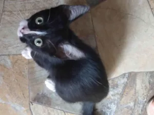 Gato raça SRD-ViraLata idade 2 a 6 meses nome Teko