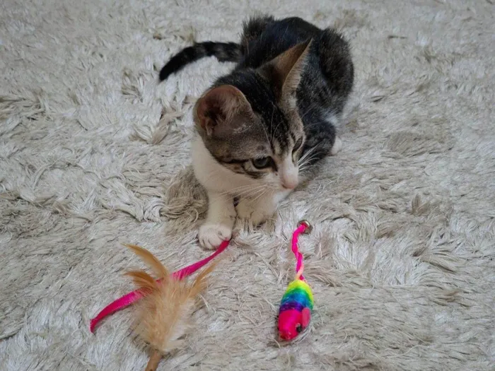 Gato raça SRD-ViraLata idade 2 a 6 meses nome Soneca