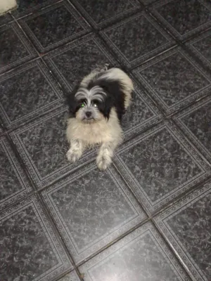 Cachorro raça Lhasa Apso idade 2 a 6 meses nome Mimi