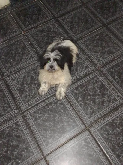 Cachorro raça Lhasa Apso idade 2 a 6 meses nome Mimi