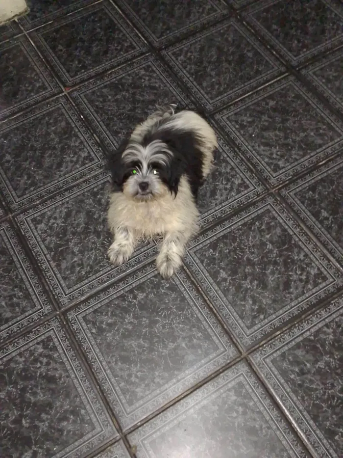 Cachorro raça Lhasa Apso idade 2 a 6 meses nome Mimi