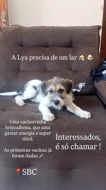 Cachorro raça SRD-ViraLata idade 1 ano nome Lya