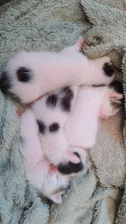 Gato raça SRD-ViraLata idade Abaixo de 2 meses nome Esses pequenos ficaram sem sua mãe.