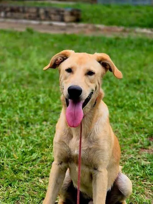 Cachorro raça Labrador idade 7 a 11 meses nome Buddy