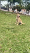 Cachorro raça Labrador idade 7 a 11 meses nome Buddy
