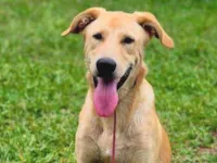 Cachorro raça Labrador idade 7 a 11 meses nome Buddy