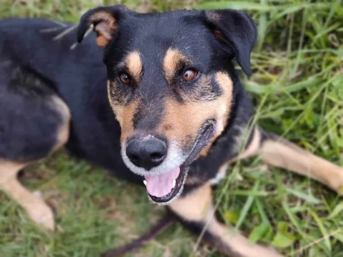 Cachorro raça SRD-ViraLata idade 4 anos nome Chicão 