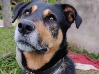 Cachorro raça SRD-ViraLata idade 4 anos nome Chicão 