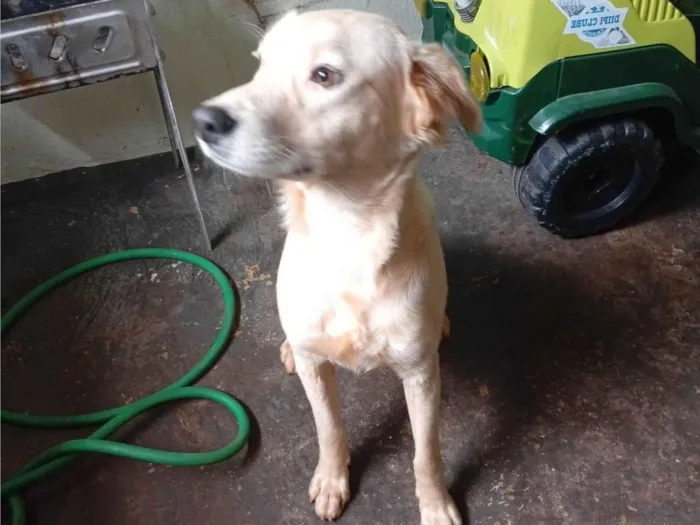 Cachorro raça SRD-ViraLata idade 7 a 11 meses nome Bernardo 