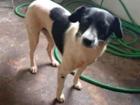 Cachorro raça SRD-ViraLata idade 1 ano nome Mel