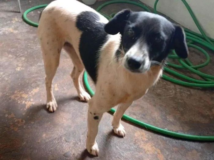 Cachorro raça SRD-ViraLata idade 1 ano nome Mel