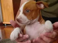 Cachorro raça Pit-Bull idade Abaixo de 2 meses nome Vários