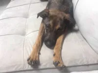 Cachorro raça SRD-ViraLata idade 7 a 11 meses nome Canela