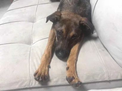 Cachorro raça SRD-ViraLata idade 7 a 11 meses nome Canela