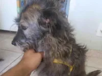 Cachorro raça SRD-ViraLata idade 6 ou mais anos nome Belinha 