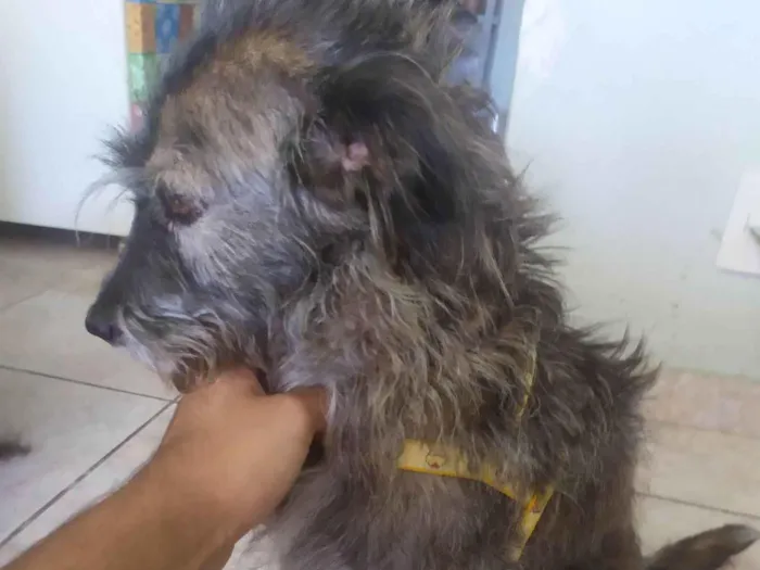 Cachorro raça SRD-ViraLata idade 6 ou mais anos nome Belinha 