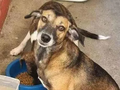 Cachorro raça SRD-ViraLata idade 5 anos nome Sarita